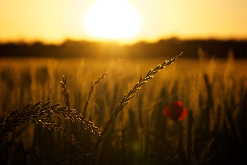 Sunset poppy backlight