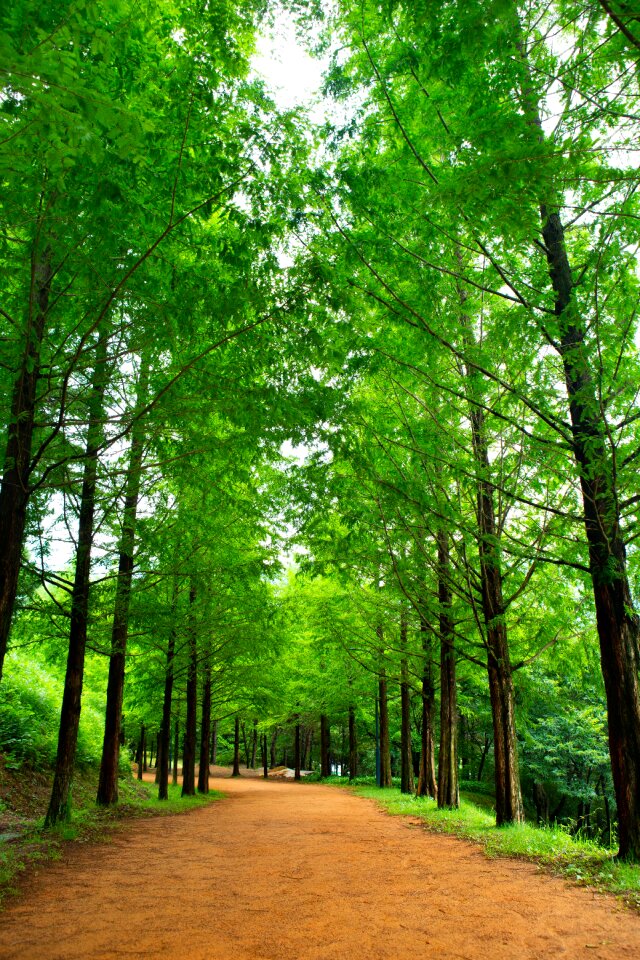 Nature gil landscape