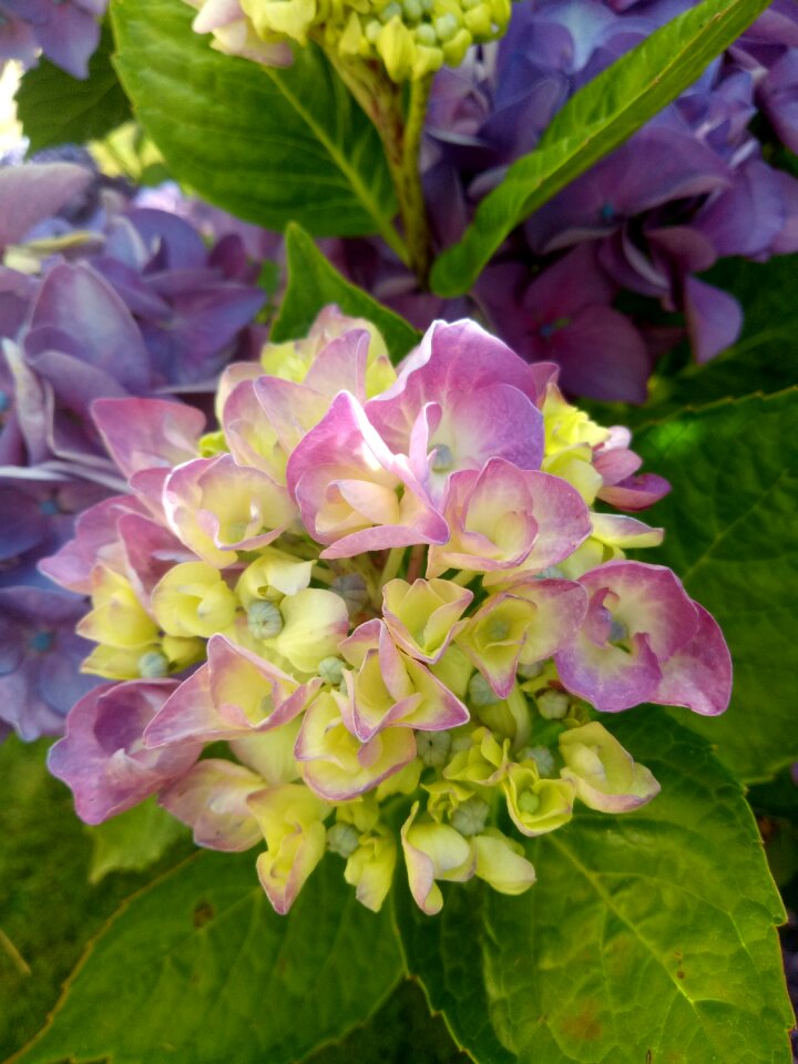 Sheet plant flower