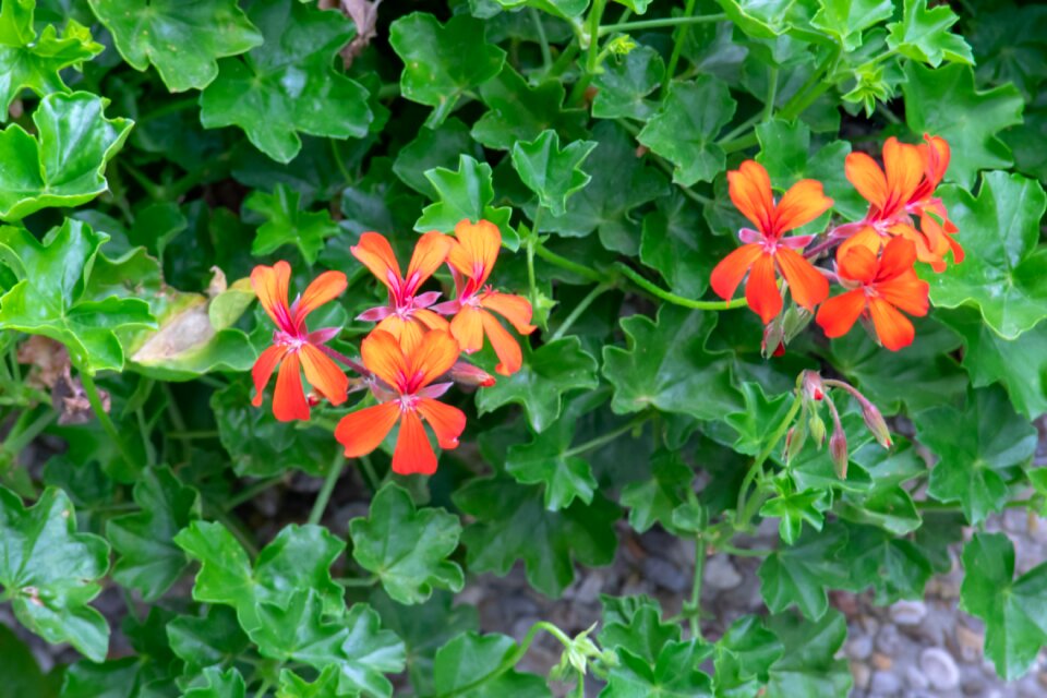 Flowers beautiful rain