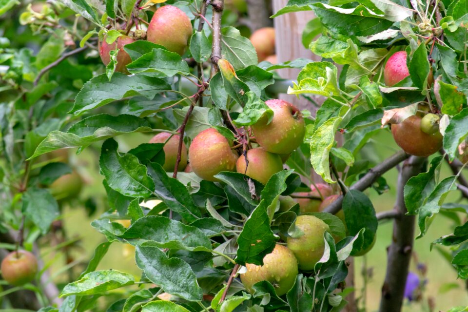 Nature green branch