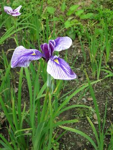 Spring bloom violet