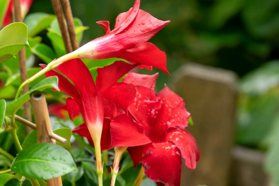 Flowers beautiful rain