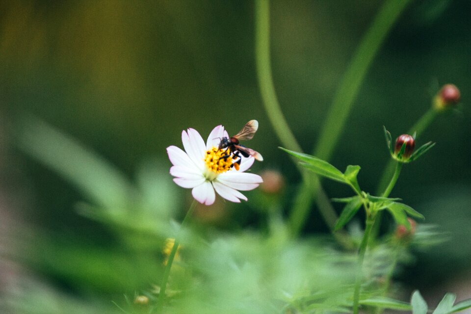 Flower bee