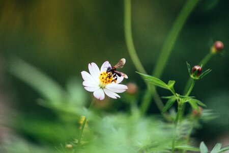 Flower bee