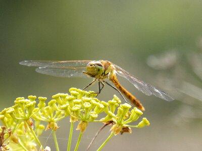 Winged insect cordulegaster boltonii flower photo