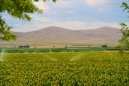 Nature agriculture field