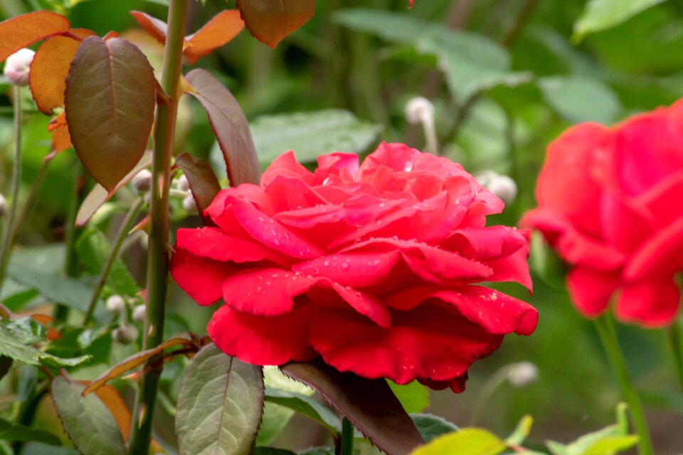 Flowers beautiful rain