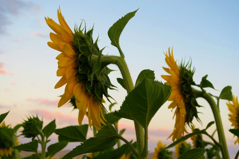 Nature agriculture field