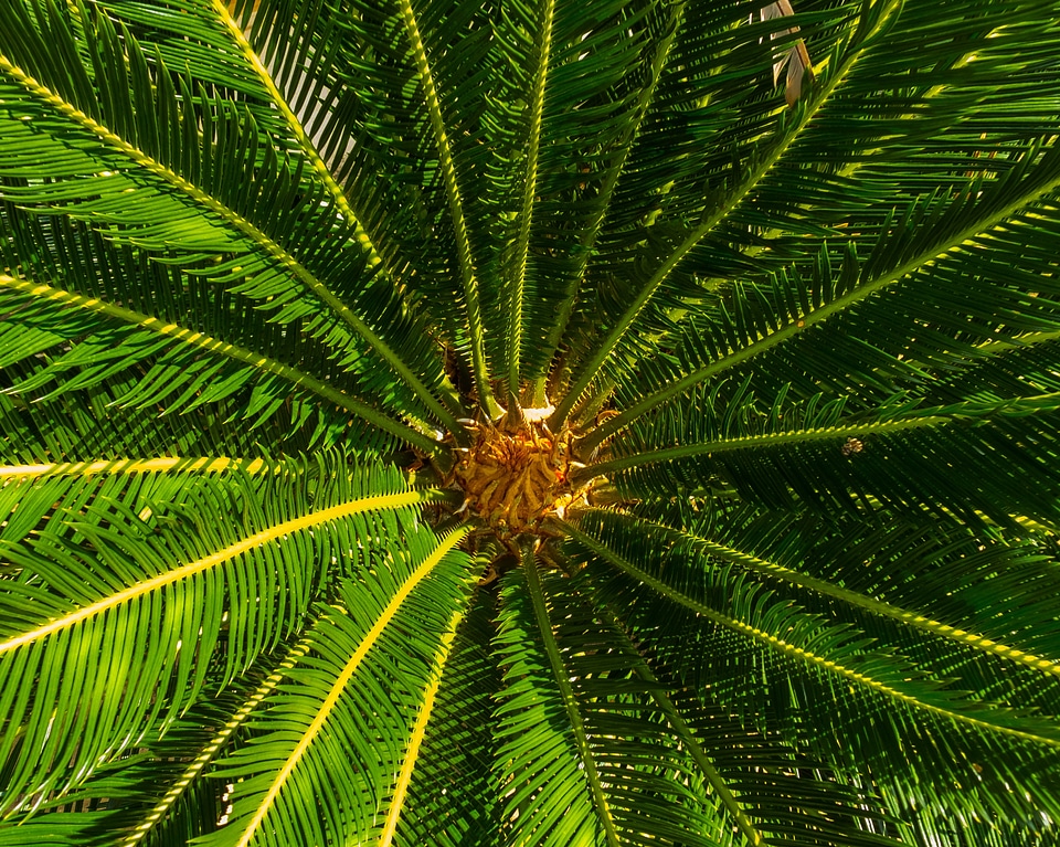 Palm spiny palm palm tree