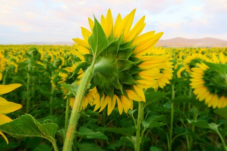Nature agriculture field