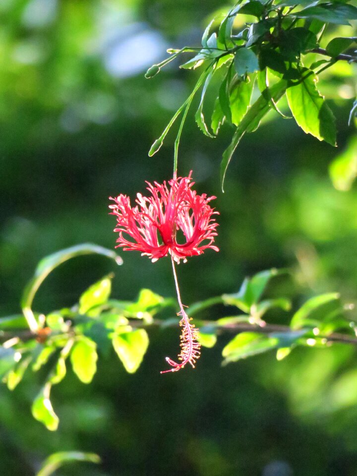 Flowers garden light