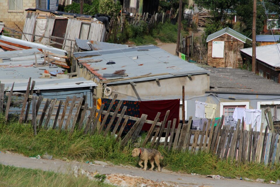 Dog poverty boards