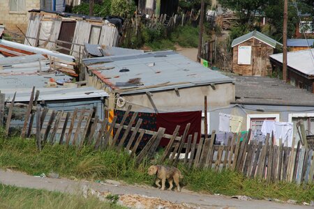 Dog poverty boards
