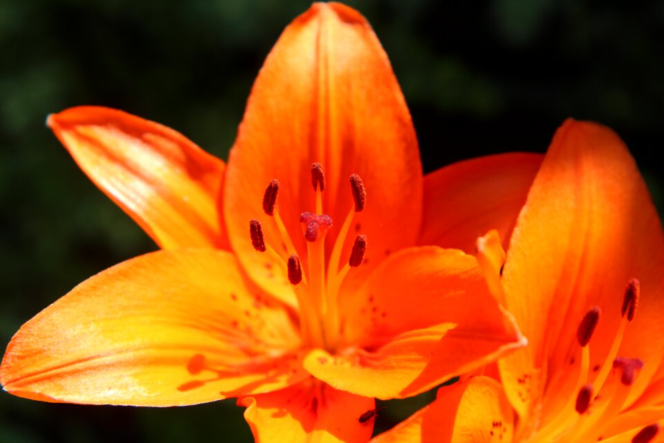 Orange lily flowering flowers