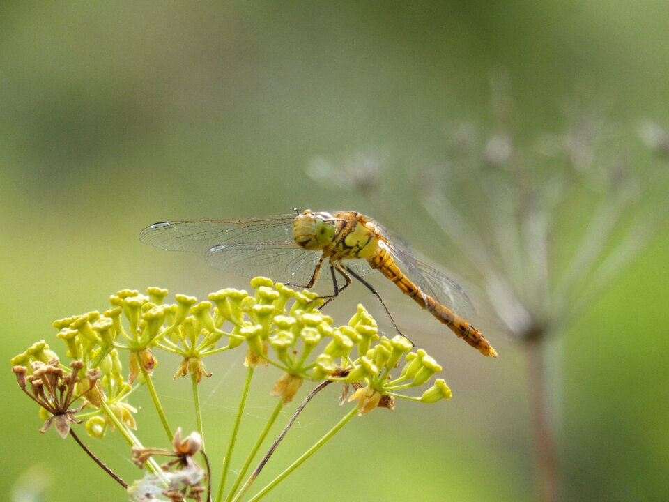 Winged insect cordulegaster boltonii flower