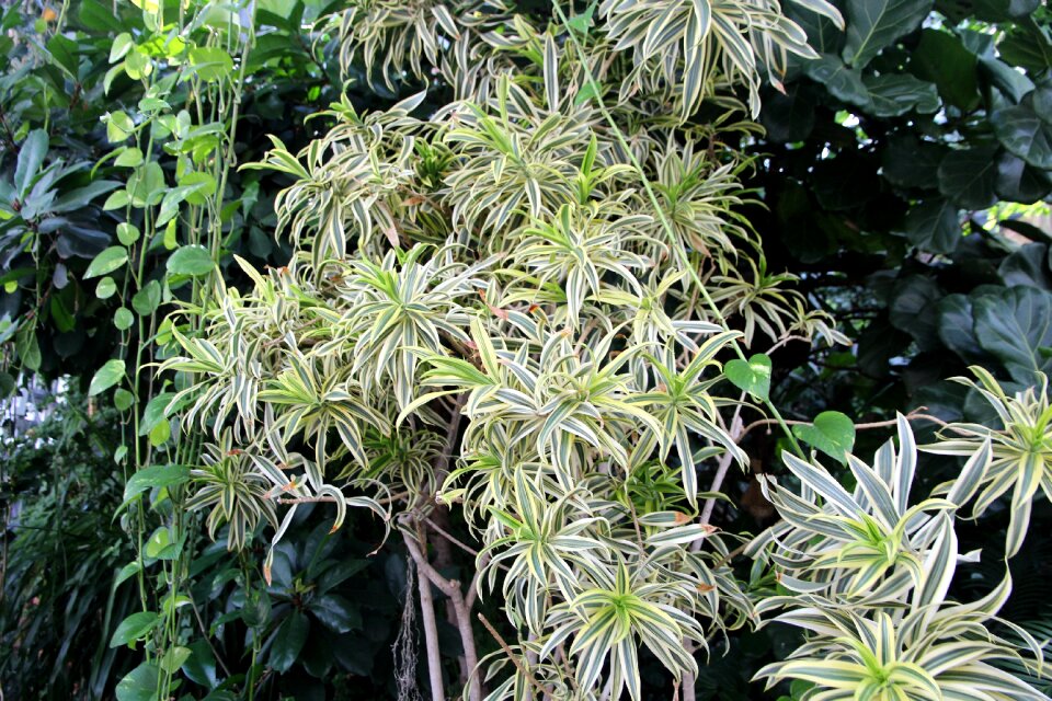 Winds spider plant clearance