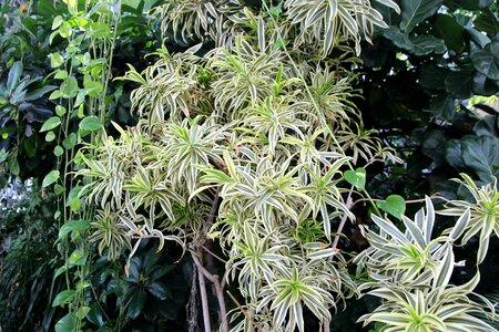 Winds spider plant clearance