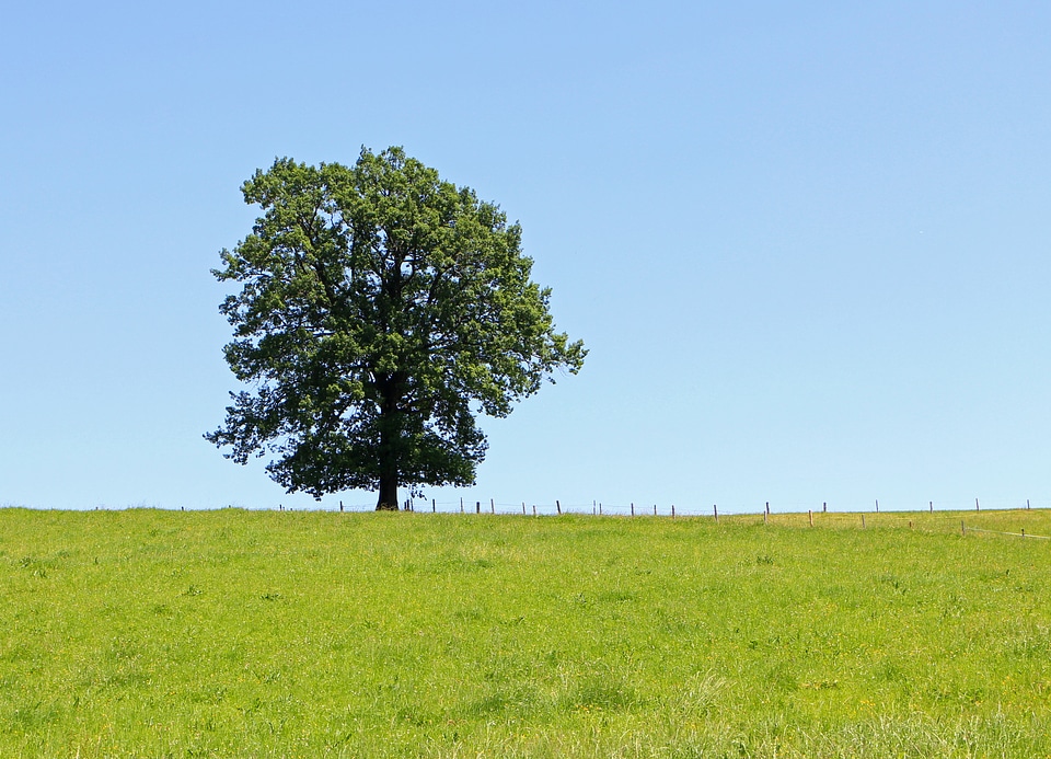 Pasture blue sky