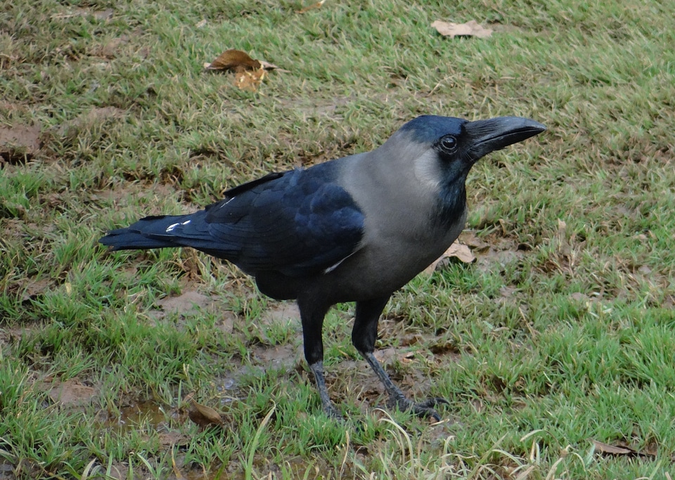 Indian greynecked crow india fly