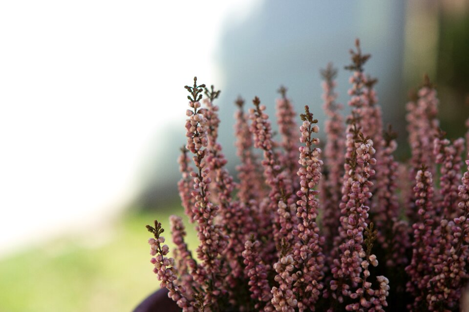 Spring plant botany