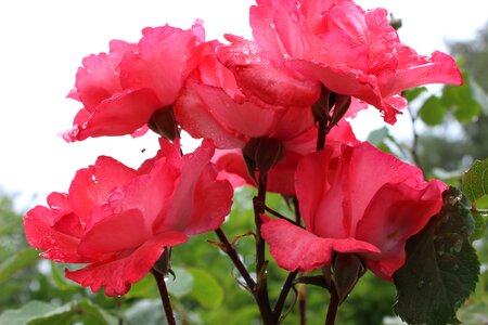 Rosebush beauty bloom