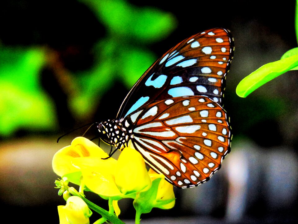 Flowers wings outdoor