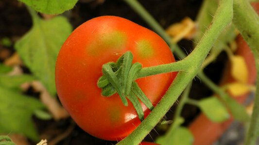 Ripening process maturation process bio