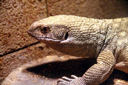 Varanus nature lizard