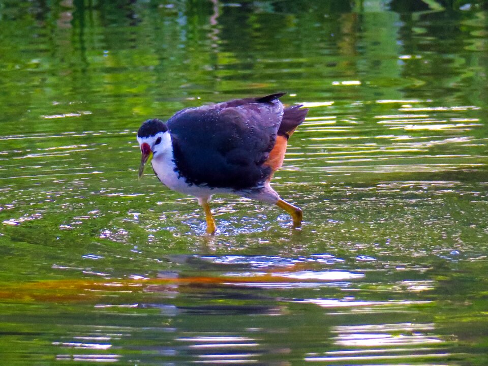 Wings wildlife wild