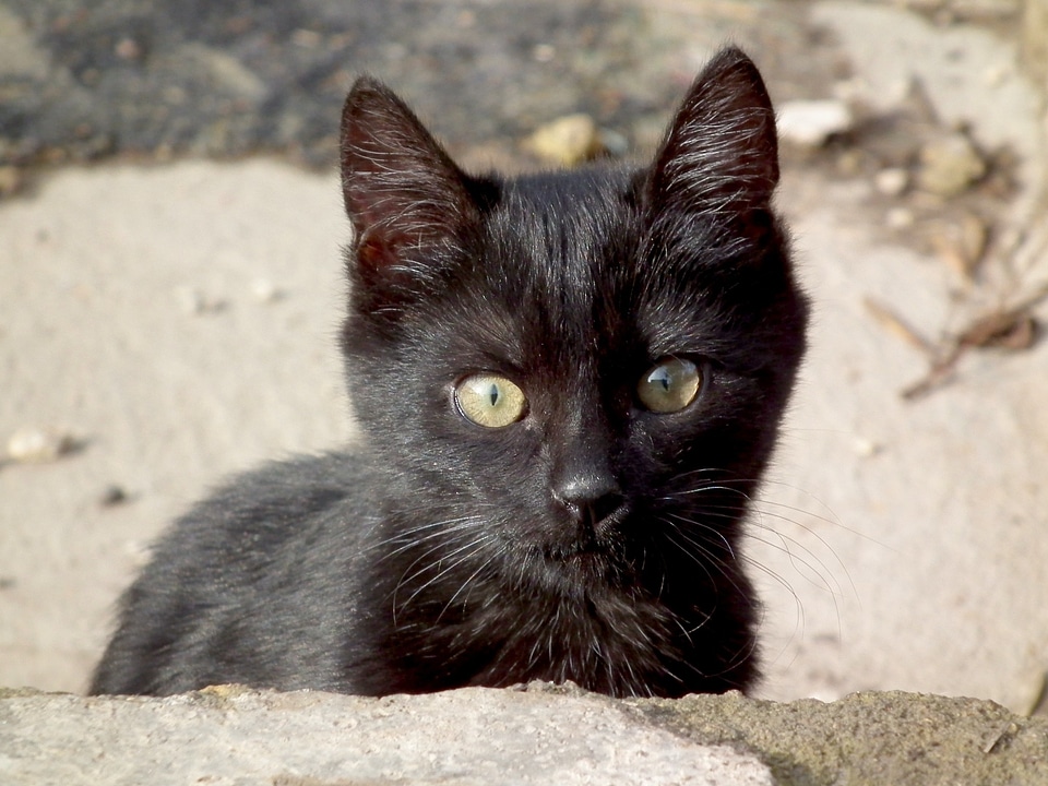 Cat's eye animals cute