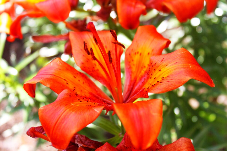 Pistils petals close up