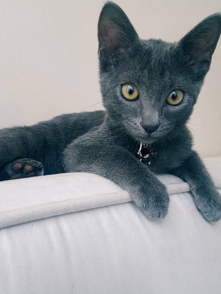 Cat animal grey