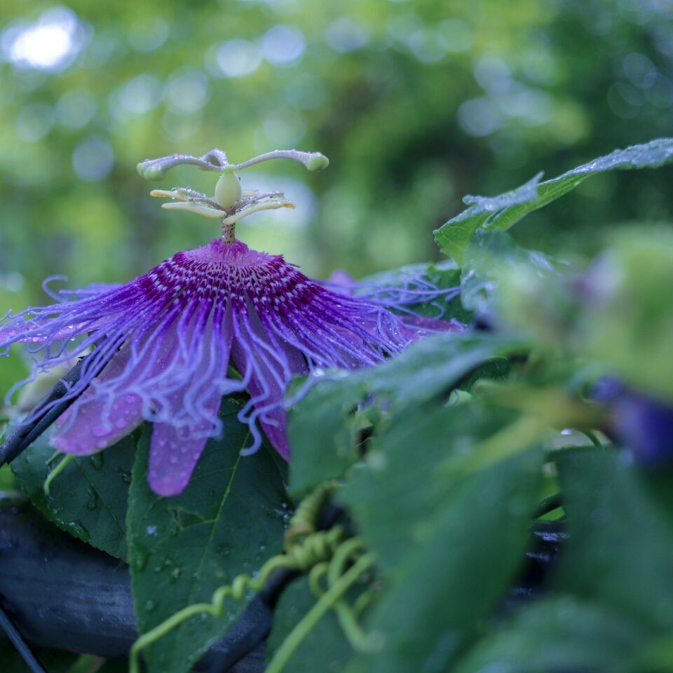 Leaf floral garden