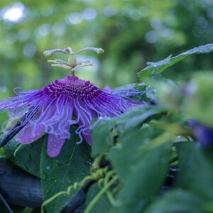 Leaf floral garden