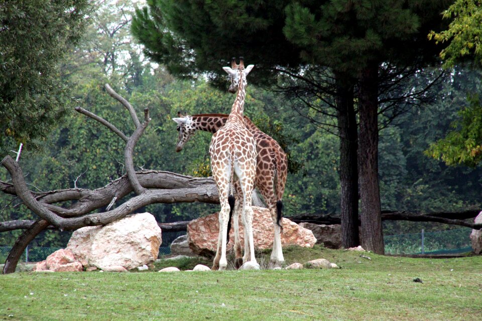 Nature animal zoo