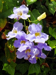 Exotic blue acanthaceae