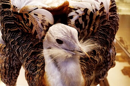 Feathers beak animal photo