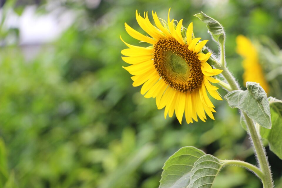 Nature flora summer