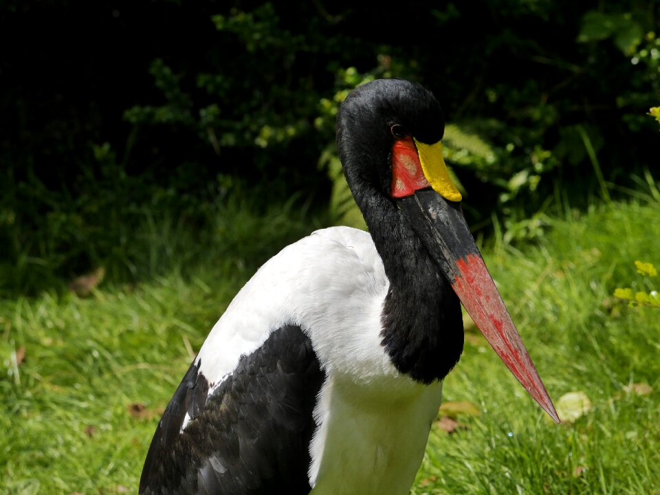 Birds storks stork type