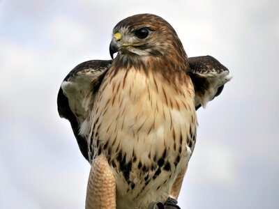 Hawk wing eye photo