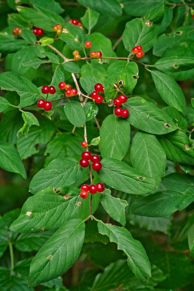 Plant geissblattgewaechs bush