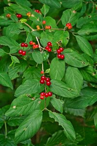 Plant geissblattgewaechs bush