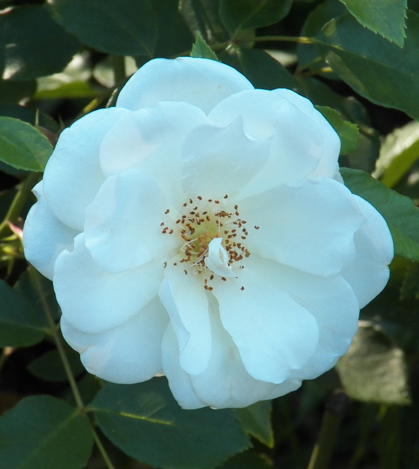 Plant natural blossom