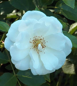 Plant natural blossom