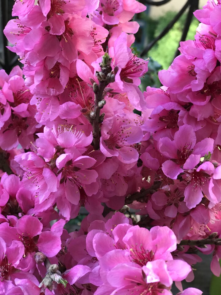 Spring nature blossom photo