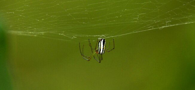 Nature spider colombia