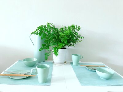 Green plants household nordic wind photo