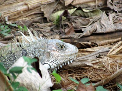 Iguana lizard reptile photo