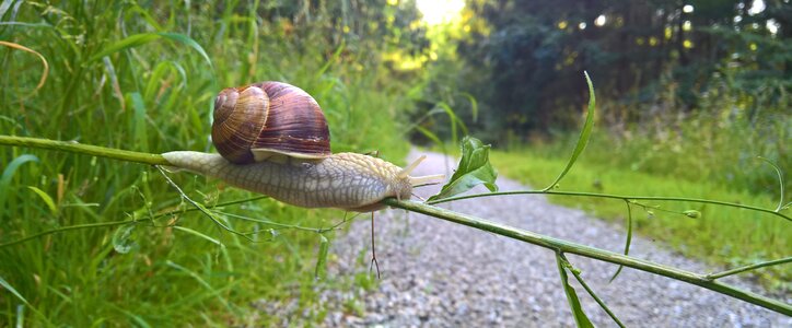 Snail shell reptile mollusk photo